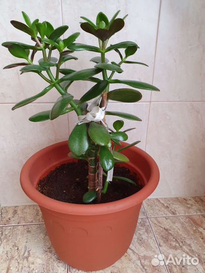 Денежное дерево, толстянка