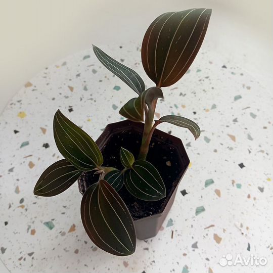 Драгоценная Орхидея Лудизия (Ludisia discolor)