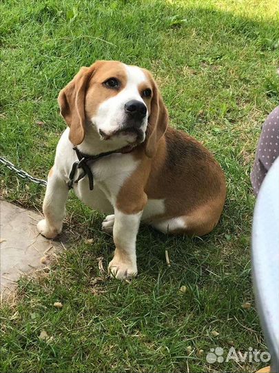 Бигль вязка