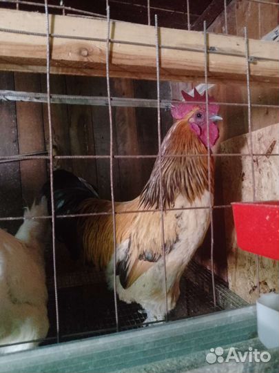 Петухи лакендази чистокровные