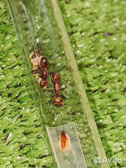 Camponotus nicobarensis, Рыжий реактивный муравей