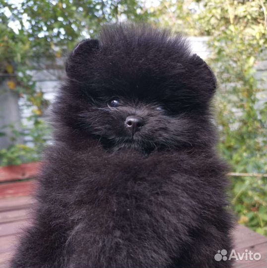 Померанский шпиц