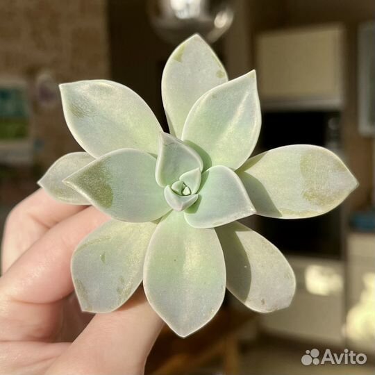 Граптопеталум парагвайский / растение / суккулент