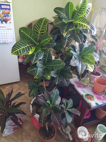 Красивейшие декоративно-листвен. цветы с доставкой