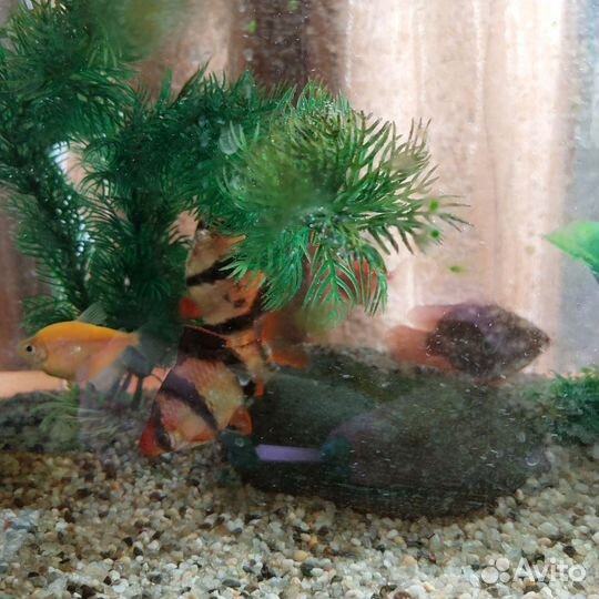 Аквариумные рыбки