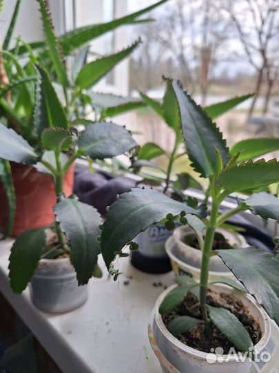 Каланхоэ лечебное