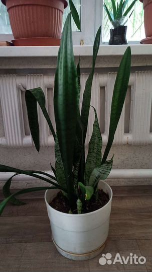 Сансевиерия