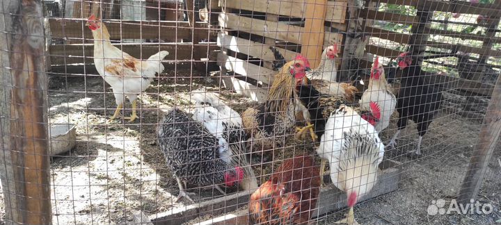 Петушки доминант