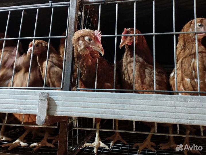 Куры несушки