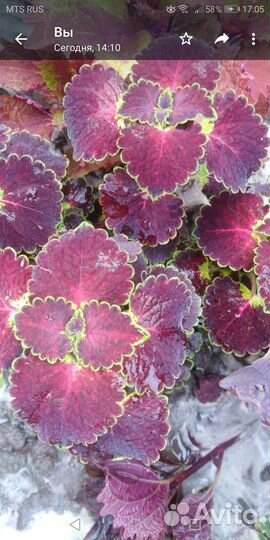 Колеусы вегетативные