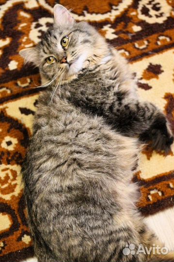 Котик Лаки