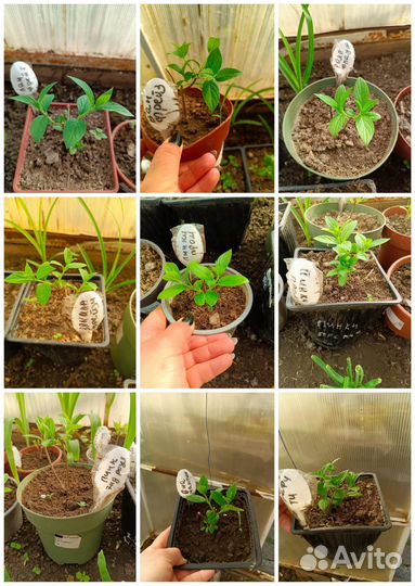 Уличные цветы