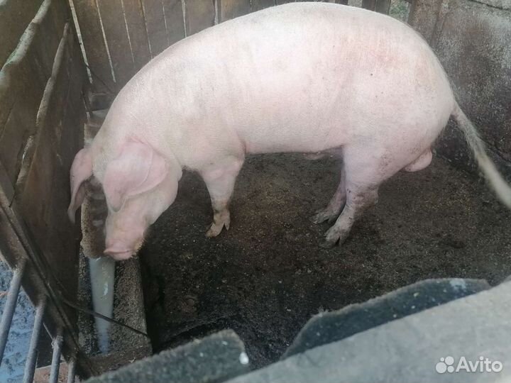 Хряк, ландрас