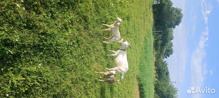 Нубийские козы козлы козлята