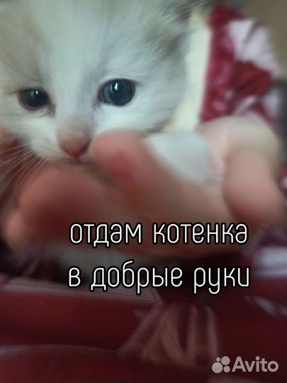 Отдам котят в добрые руки бесплатно