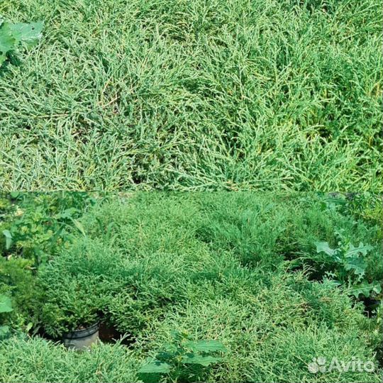 Хвойные растения