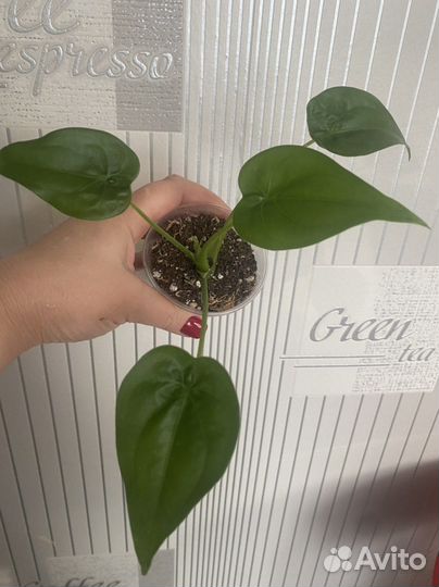 Алоказия кукулата