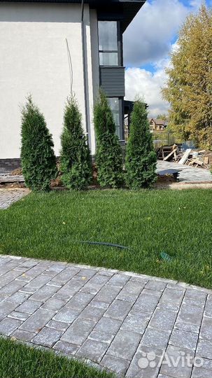 Туя Смарагд 2м