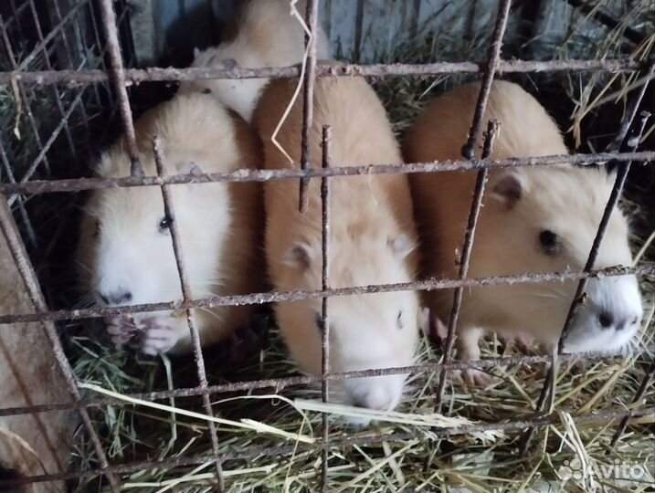 Нутрии на племя