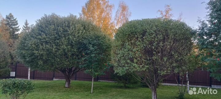 Аэрация, скарификация, кошение газона