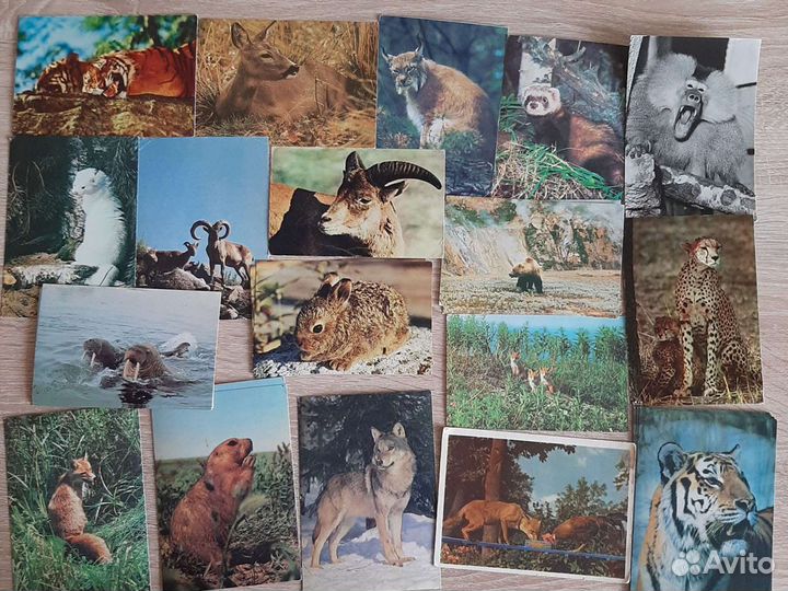 Открытки Мир птиц и рыб и животных