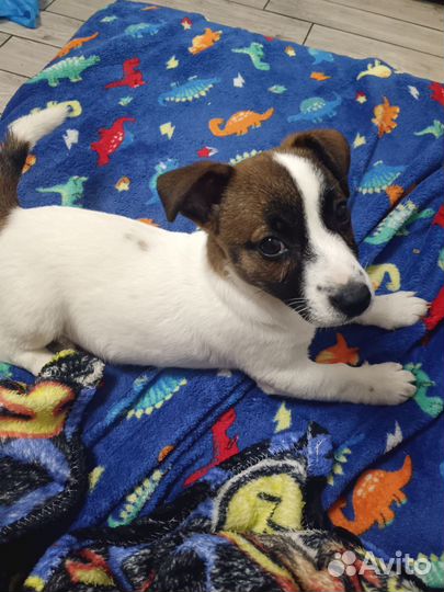 Джек рассел терьер