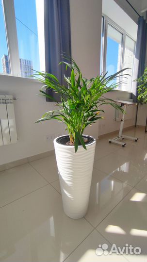 Пальма арека дипсис