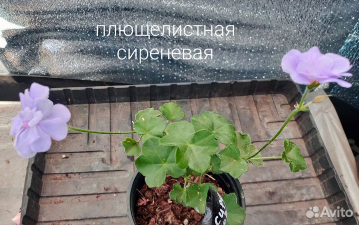 Пеларгония