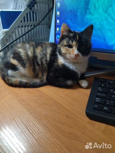 Кошка в добрые руки