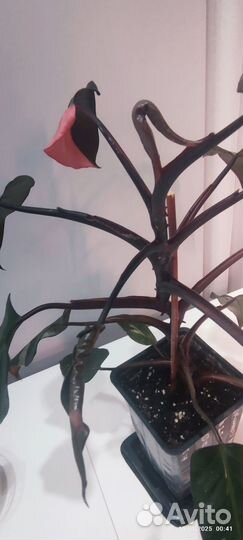 Филодендрон Розовая принцесса