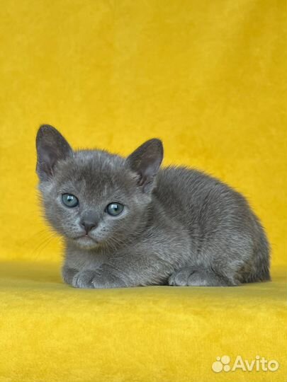 Бурманксий котенок голубого оркаса с документами