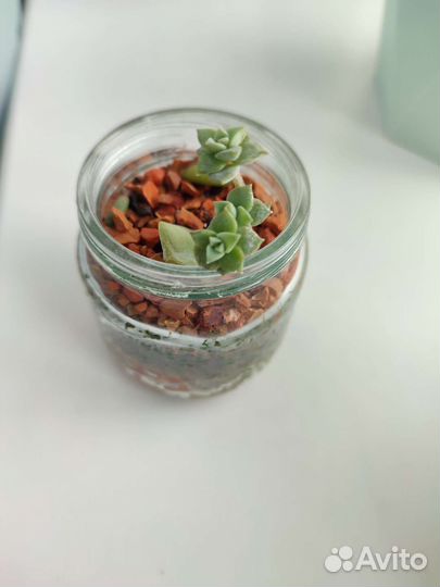 Суккуленты