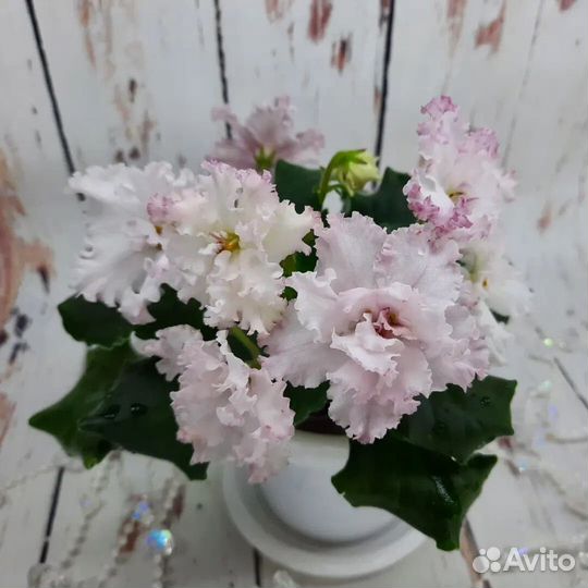 Продам детки сортовых фиалок