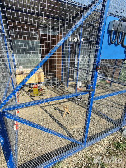 Декоративные куры