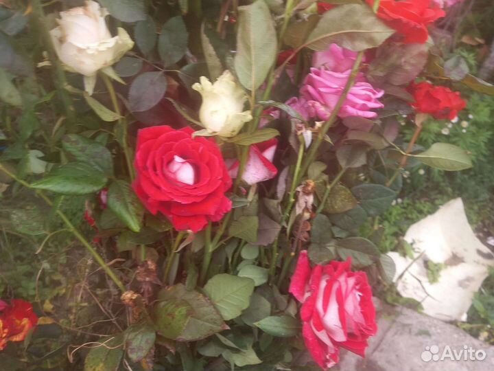 Хризантема шаровидная