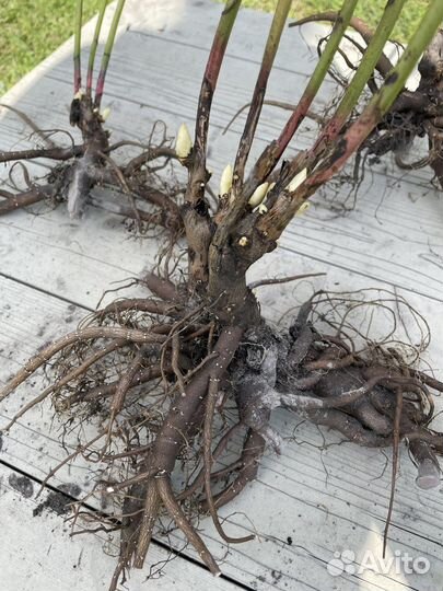 Пионы саженцы корни