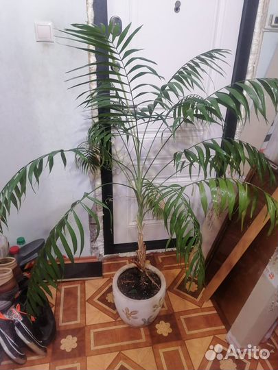 Комнатные растения