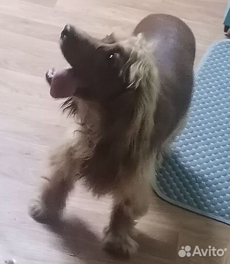 Кокер спаниель