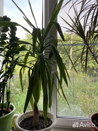 Комнатные цветы