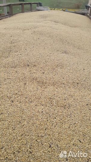 Ячмень кормовой