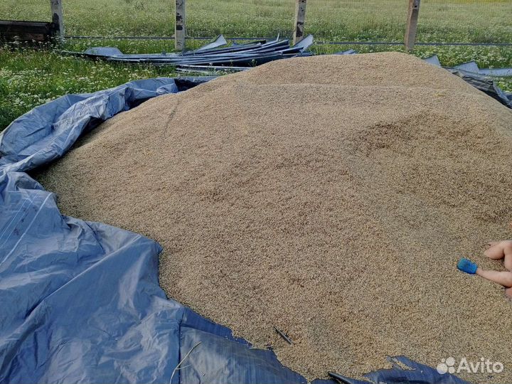 Овёс, ячмень, пшеница