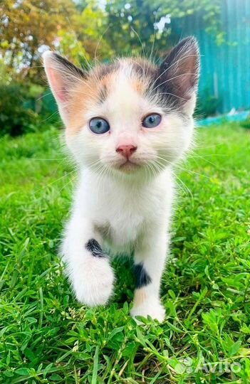 Котята в добрые руки бесплатно