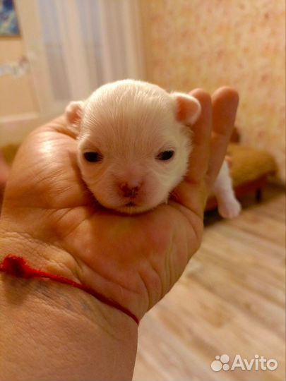 Щенки чихуахуа мини