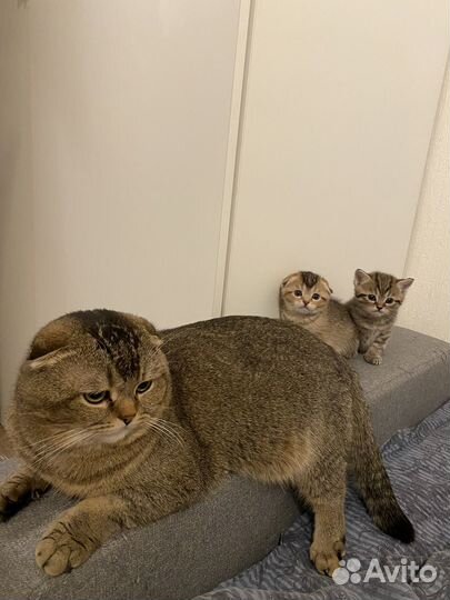Шотландские вислоухие котята