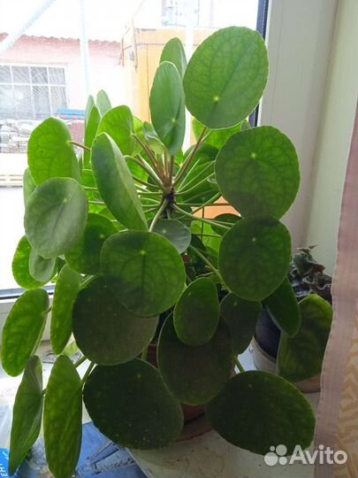 Комнатные цветы Пилея