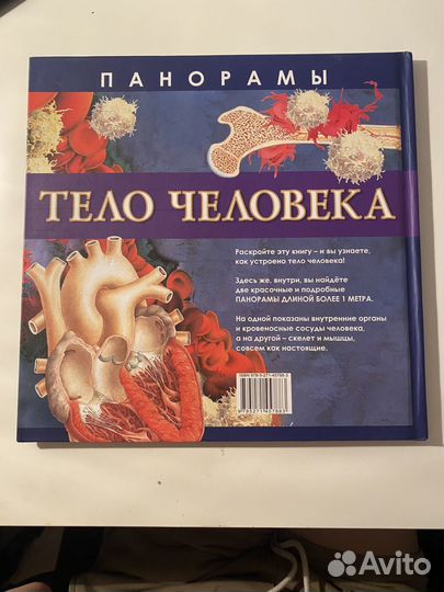 Тело человека