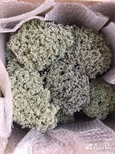 Мох ягель, Цетрария исландский мох