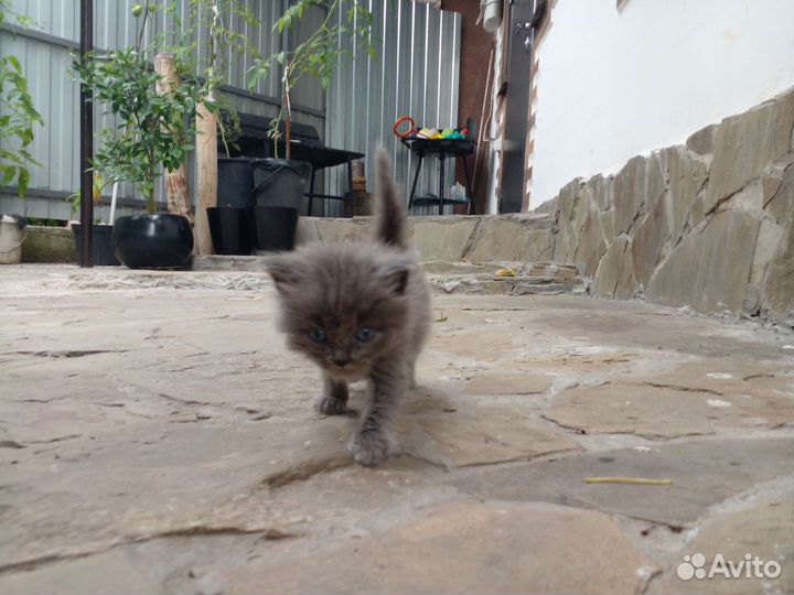 Котята.Отец Невская маскарадная,мать обычная