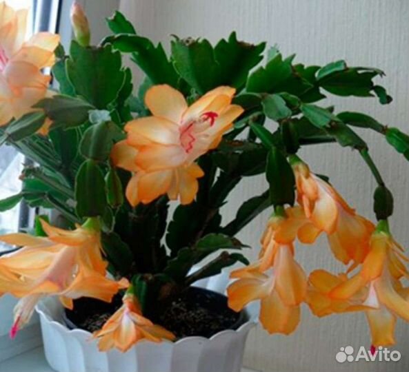 Цветы комнатные