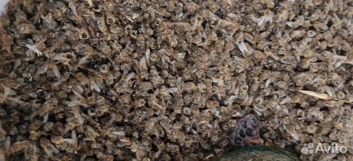 Подмор пчёл